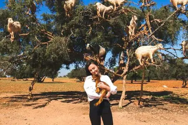 Goats on the tree trip