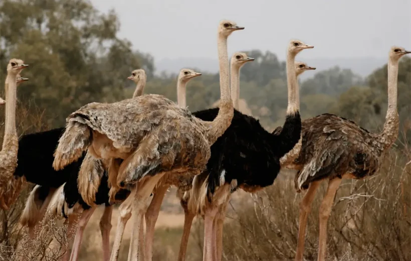 Souss Massa National Park