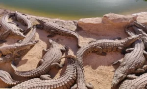 Crocoparc tour from Taghazout