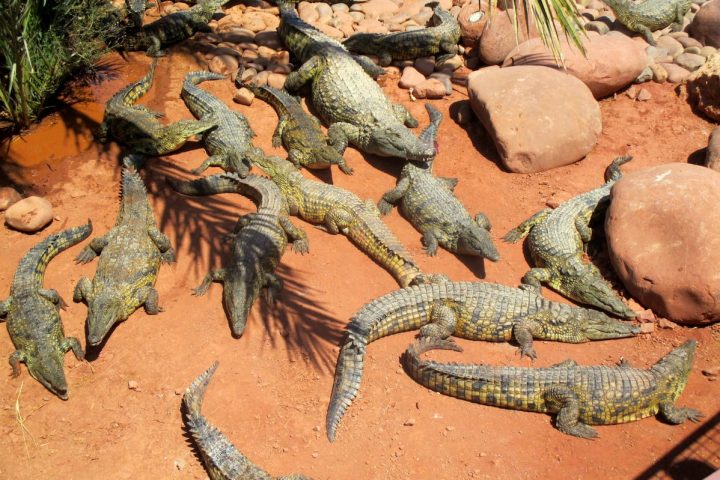 Crocoparc-Agadir-crocodiles-min